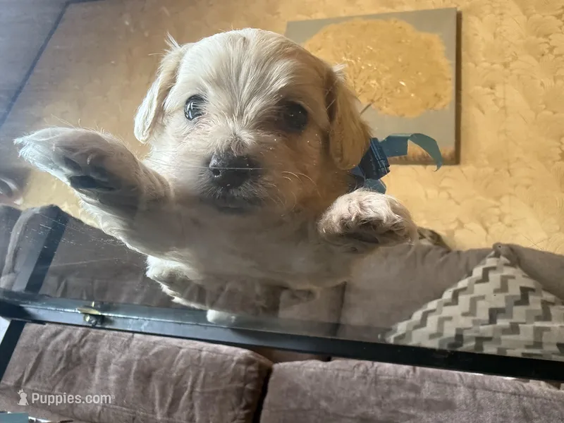 Black brown  – Yorkipoo puppy for sale in Chicago, IL