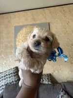 Black brown , a male Yorkipoo for sale in Chicago, IL – Photo 4 of 6