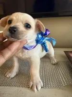 Polar bear , a male Yorkipoo for sale in Chicago, IL – Photo 4 of 4