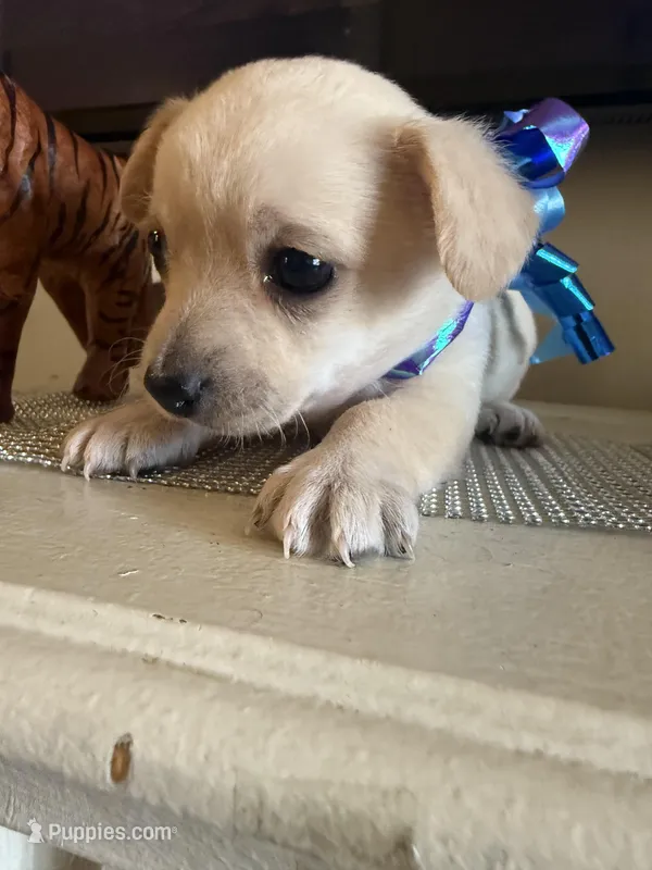 Polar bear  – Yorkipoo puppy for sale in Chicago, IL