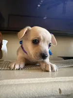 Polar bear , a male Yorkipoo for sale in Chicago, IL – Photo 2 of 4