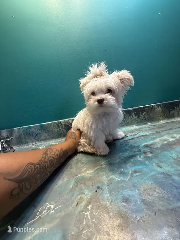 Cardi  – Coton de Tulear puppy for sale in Chicago, IL