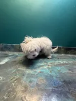 Cardi , a female Coton de Tulear for sale in Chicago, IL – Photo 4 of 5