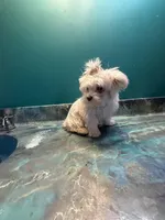 Cardi , a female Coton de Tulear for sale in Chicago, IL – Photo 3 of 5