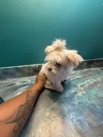 Cardi , a female Coton de Tulear for sale in Chicago, IL – Photo 5 of 5