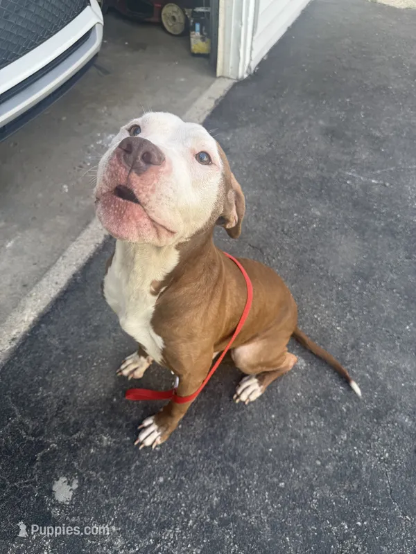 Zip  – American Pit Bull Terrier puppy for sale in Chicago, IL