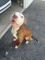 Zip , a male American Pit Bull Terrier for sale in Chicago, IL – 1 of 3
