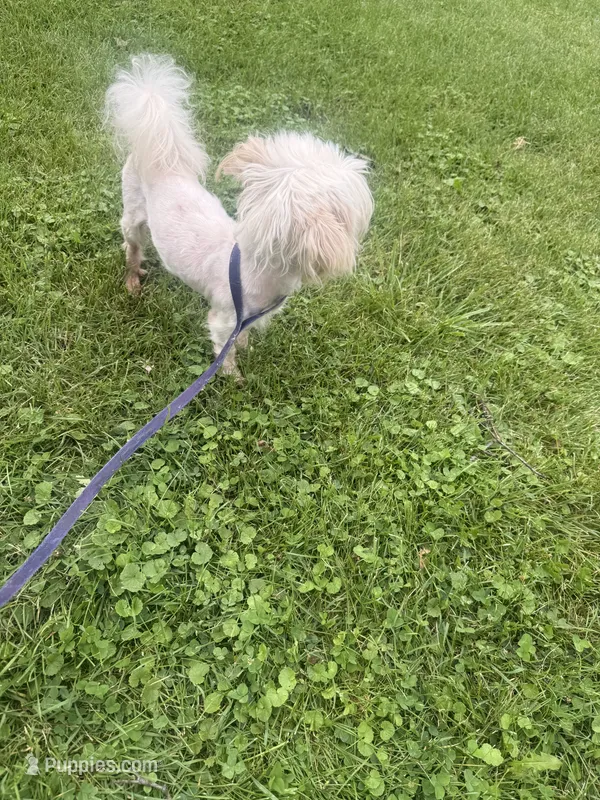 Toby  – Mal Shi puppy for sale in Chicago, IL