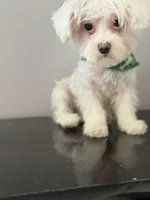 Baby , a male Coton de Tulear for sale in Chicago, IL – Photo 3 of 9