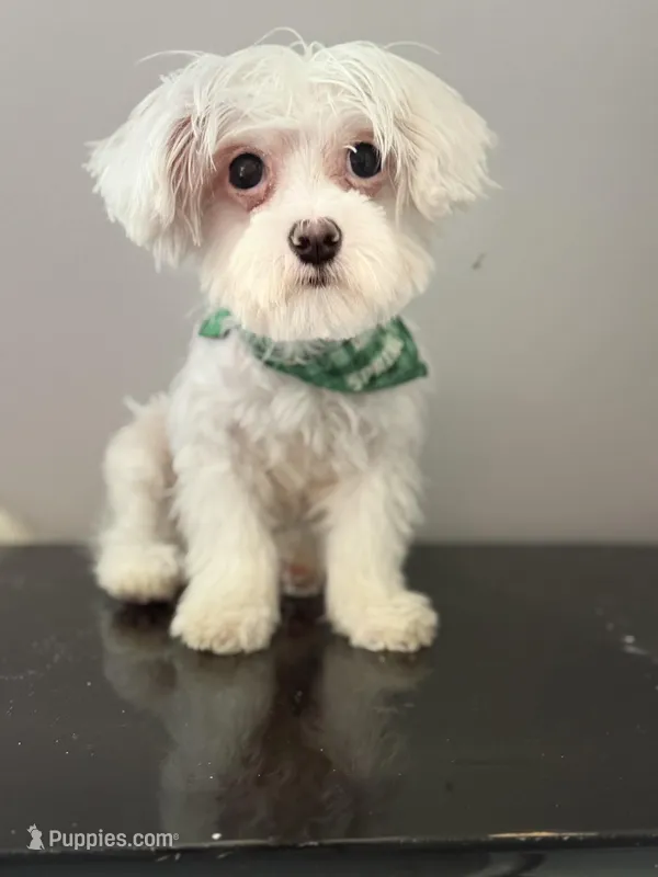 Baby  – Coton de Tulear puppy for sale in Chicago, IL