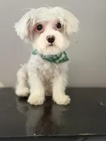 Baby , a male Coton de Tulear for sale in Chicago, IL – Photo 1 of 9