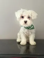 Baby , a male Coton de Tulear for sale in Chicago, IL – Photo 8 of 9