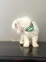 Baby , a male Coton de Tulear for sale in Chicago, IL – Photo 9 of 9