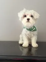 Baby , a male Coton de Tulear for sale in Chicago, IL – Photo 6 of 9