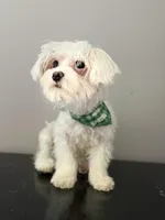 Baby , a male Coton de Tulear for sale in Chicago, IL – Photo 5 of 9