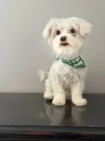 Baby , a male Coton de Tulear for sale in Chicago, IL – Photo 7 of 9