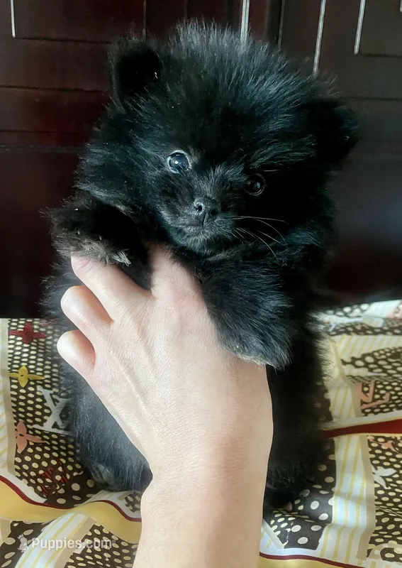 Teacup Onyx – Pomeranian puppy for sale in Dallas, TX