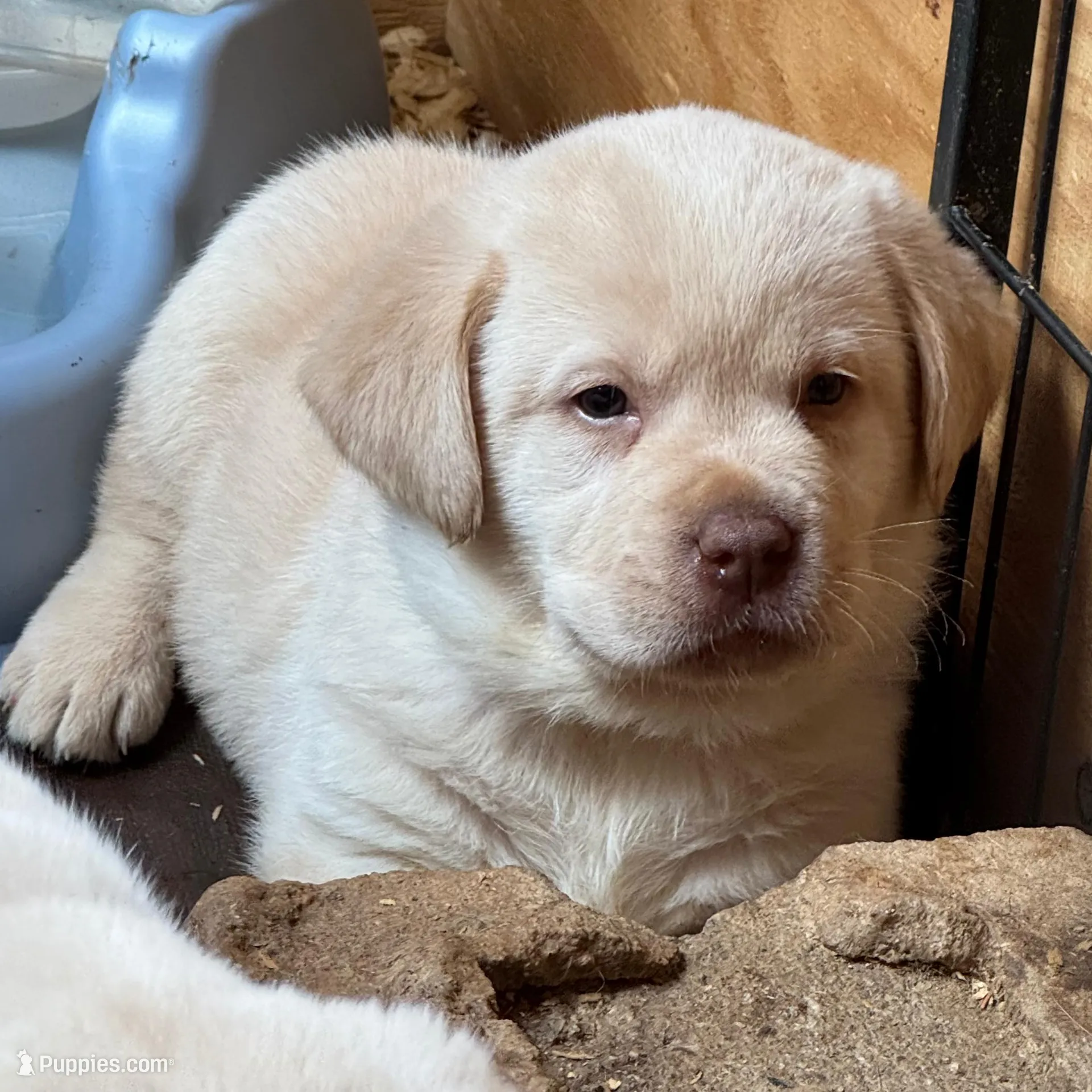 Forrest, a male Labrador Retriever for sale in Scottsville, VA – Photo 2 of 2