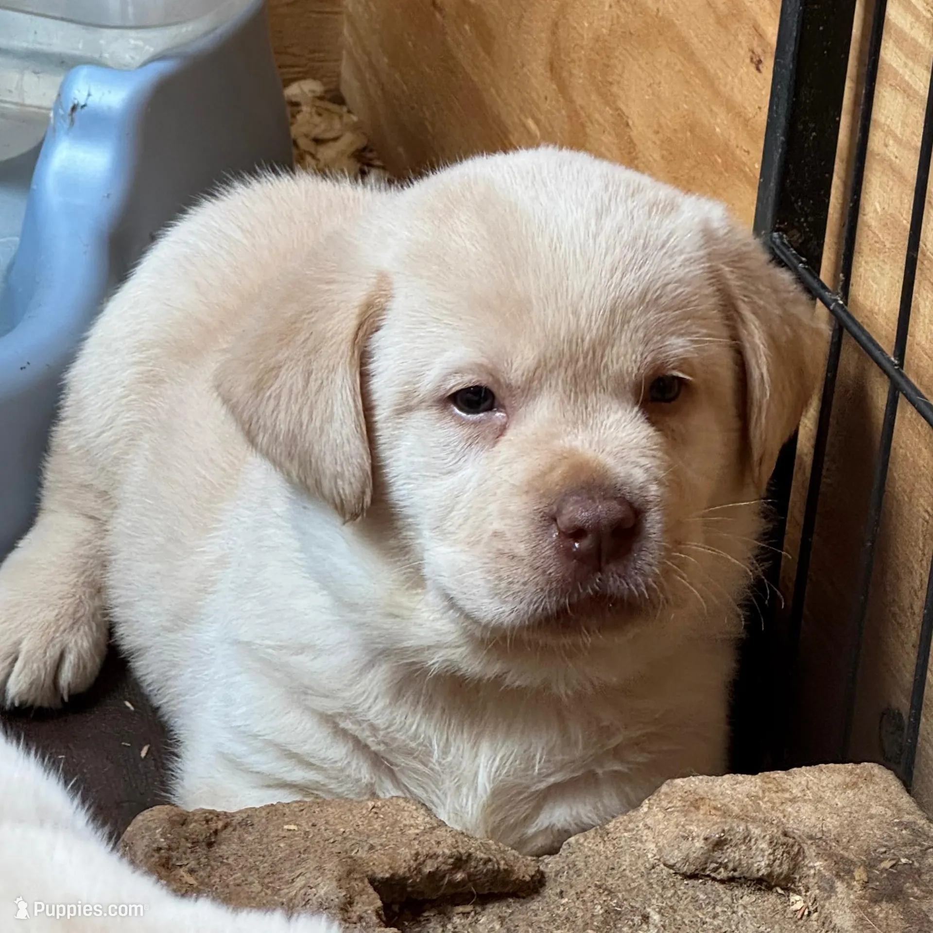 Forrest, a male Labrador Retriever for sale in Scottsville, VA – Photo 1 of 2