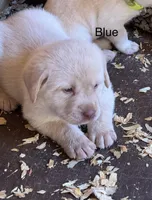 Blue collar - Mike , a male Labrador Retriever for sale in Scottsville, VA – Photo 2 of 3