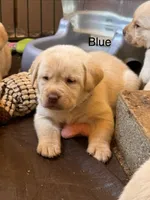 Blue collar - Mike , a male Labrador Retriever for sale in Scottsville, VA – Photo 3 of 3