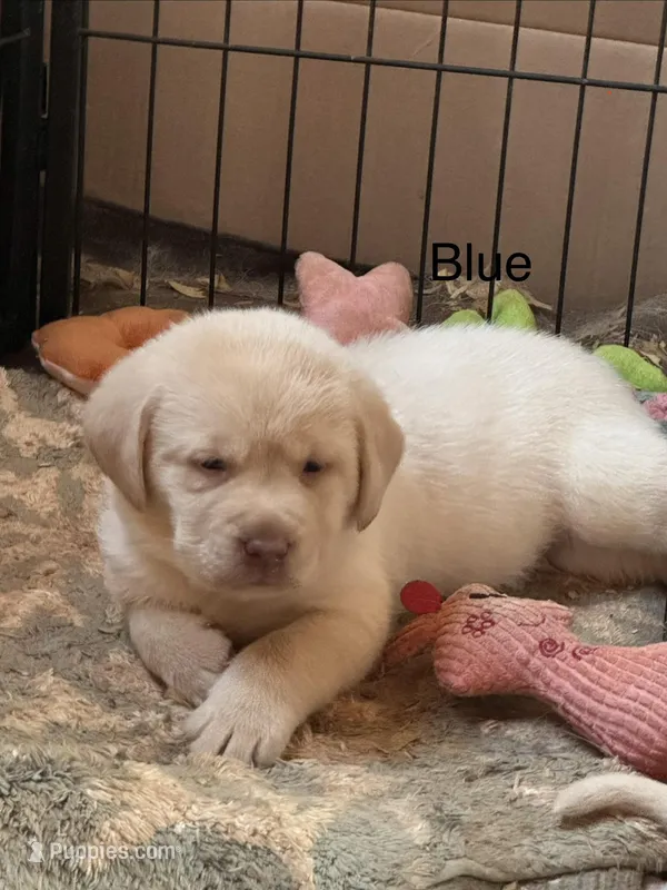 Blue collar - Mike  – Labrador Retriever puppy for sale in Scottsville, VA