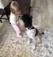 Oakley, a female Poodle - Standard  for sale in Aurora, CO – Photo 2 of 6