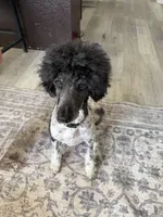 Oakley, a female Poodle - Standard  for sale in Aurora, CO – Photo 5 of 6