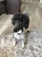 Oakley, a female Poodle - Standard  for sale in Aurora, CO – Photo 4 of 6