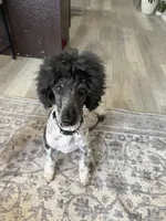 Oakley, a female Poodle - Standard  for sale in Aurora, CO – Photo 3 of 6