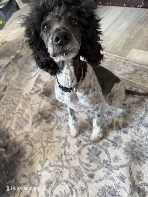 Oakley – Poodle - Standard  puppy for sale in Aurora, CO