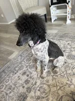 Oakley, a female Poodle - Standard  for sale in Aurora, CO – Photo 6 of 6