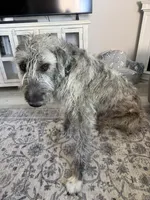 Tallulah, a female Irish Wolfhound for sale in Aurora, CO – Photo 6 of 6