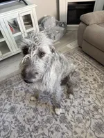 Tallulah, a female Irish Wolfhound for sale in Aurora, CO – Photo 5 of 6