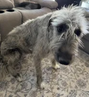 Tallulah, a female Irish Wolfhound for sale in Aurora, CO – Photo 2 of 6