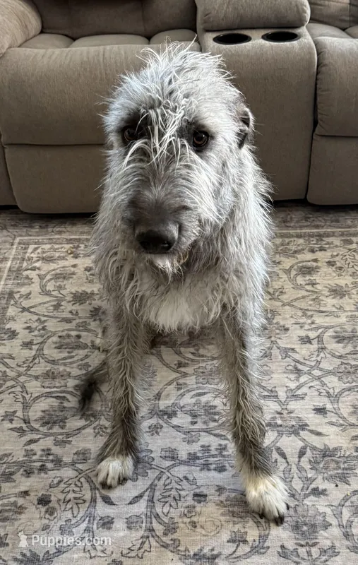 Tallulah – Irish Wolfhound puppy for sale in Aurora, CO
