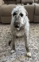 Tallulah, a female Irish Wolfhound for sale in Aurora, CO – Photo 1 of 6