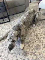 Tallulah, a female Irish Wolfhound for sale in Aurora, CO – Photo 3 of 6