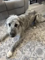 Tallulah, a female Irish Wolfhound for sale in Aurora, CO – Photo 4 of 6