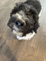 Baron, a male Poodle - Standard  for sale in Ashland, OR – 2 of 2