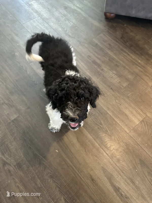 Baron – Poodle - Standard  puppy for sale in Ashland, OR