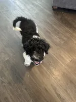 Baron, a male Poodle - Standard  for sale in Ashland, OR – 1 of 2