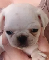 Titan, a male Pug for sale in Wapakoneta, OH – 4 of 4