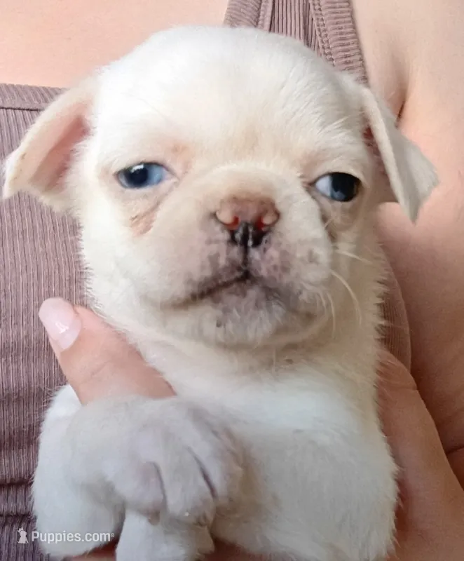 Titan – Pug puppy for sale in Wapakoneta, OH