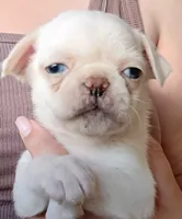 Titan, a male Pug for sale in Wapakoneta, OH – 1 of 4