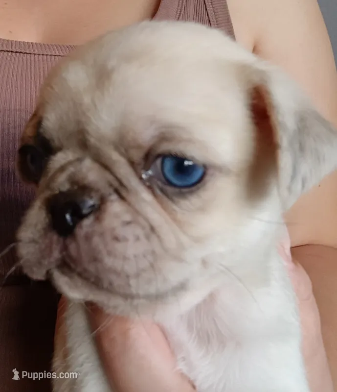Demitrius – Pug puppy for sale in Wapakoneta, OH