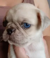 Demitrius, a male Pug for sale in Wapakoneta, OH – 1 of 1