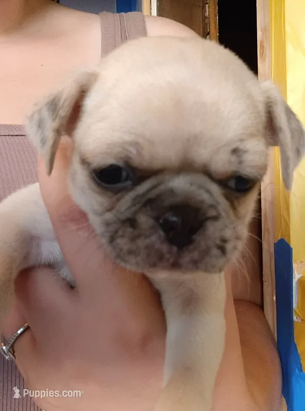Aeowin – Pug puppy for sale in Wapakoneta, OH