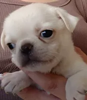 Titan, a male Pug for sale in Wapakoneta, OH – 2 of 4