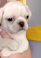 Titan, a male Pug for sale in Wapakoneta, OH – 3 of 4
